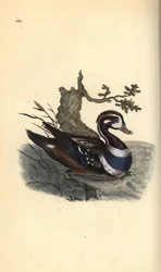 Kragenente, Histrionicus histrionicus. Handkolorierte Kupferplatte von Edward Donovan aus seinem eigenen „Natural History of British Birds“