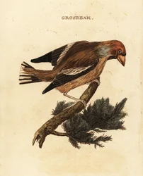 Kernbeißer, Coccothraustes coccothraustes