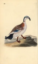 Haken-Schnabelente, Anas platyrhynchos. Handkolorierte Kupferplatte gezeichnet und graviert von Edward Donovan aus seiner eigenen „Natural History of British Birds,“ London