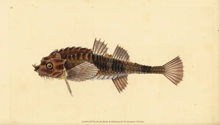 Hakennase, Agonus cataphractus (Pogge oder gepanzerter Stierkopf, Cottus cataphractus). Handkolorierte Kupferplatte gezeichnet und graviert von Edward Donovan aus seiner Naturgeschichte der britischen Fische, Donovan und F.C. und J. Rivington, London