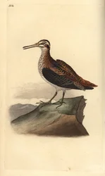 Zwergschnepfe, Lymnocryptes minimus. Handkolorierte Kupferplatte von Edward Donovan aus seinem eigenen „Natural History of British Birds“