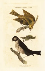 Japanammer, Emberiza sulphurata und Grauammer, Emberiza calandra