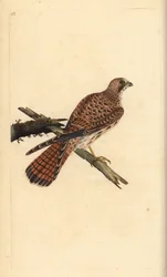 Turmfalke, Falco tinnunculus, Weibchen. Handkolorierter Kupferstich von Edward Donovan aus seiner eigenen „Natural History of British Birds“, London