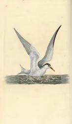 Zwergseeschwalbe, Sternula albifrons. Handkolorierte Kupferstichzeichnung und -gravur von Edward Donovan aus seiner Natural History of British Birds, London
