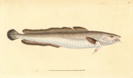 Lengfisch, Molva molva (Gadus molva). Handkolorierter Kupferstich von Edward Donovan aus seiner „Natural History of British Fishes“, Donovan und F.C. und J. Rivington, London