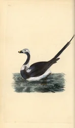 Eisente, Clangula hyemalis. Handkolorierte Kupferplatte von Edward Donovan aus seinem eigenen „Natural History of British Birds“