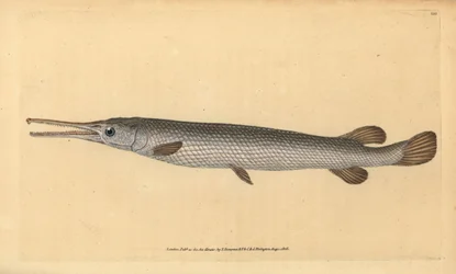 Langnasenhecht, Lepisosteus osseus. Handkolorierte Kupferstichzeichnung und -gravur von Edward Donovan aus seiner „Natural History of British Fishes“, Donovan und F.C. und J. Rivington, London