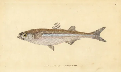 Mittelmeer-Sandaal oder Europäische Ätherine, Atherina hepsetus. Handkolorierte Kupferplatte gezeichnet und graviert von Edward Donovan aus seiner Naturgeschichte der britischen Fische, Donovan und F.C. und J. Rivington, London