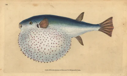 Ozeanischer Kugelfisch, Lagocephalus lagocephalus (Sternenkugelfisch, Tetrodon stellatus). Handkolorierte Kupferstichzeichnung und Gravur von Edward Donovan aus seiner Natural History of British Fishes, Donovan und F.C. und J. Rivington, London