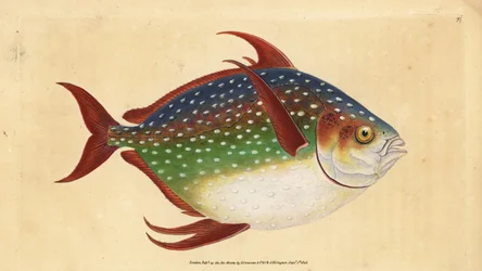 Opah oder Königfisch, Lampris guttatus (Zeus luna). Handkolorierte Kupferplatte gezeichnet und graviert von Edward Donovan aus seiner Natural History of British Fishes, Donovan und F.C. und J. Rivington, London