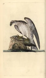 Fischadler, Pandion haliaetus, stehend auf einem gefangenen Fisch. Handkolorierte Kupferplatte gezeichnet und graviert von Edward Donovan aus seiner Natural History of British Birds, London