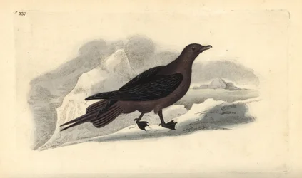 Schmarotzerraubmöwe, Stercorarius parasiticus. Handkolorierte Kupferstichzeichnung und -gravur von Edward Donovan aus seiner Natural History of British Birds, London
