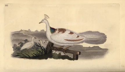 Pfauenfuß, Pavo cristatus, Weibchen mit Jungen. Handkolorierter Kupferstich von Edward Donovan aus seiner eigenen „Natural History of British Birds“, London