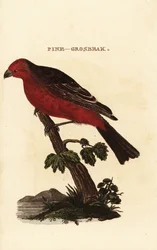 Hakengimpel, Pinicola enucleator