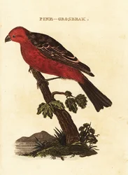 Hakengimpel, Pinicola enucleator