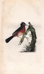 Dartford-Grasmücke. Sylvia undata. Kupferstich von Edward Donovan (1768-1837), veröffentlicht in „Histoire naturelle des oiseaux britanniques“, London