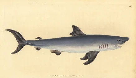 Heringshai, Lamna nasus. Handkolorierter Kupferstich von Edward Donovan aus seiner „Natural History of British Fishes“, Donovan und F.C. und J. Rivington, London
