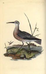 Zwergstrandläufer, Numenius minutus. Handkolorierte Kupferstichzeichnung und -gravur von Edward Donovan aus seinem eigenen „Natural History of British Birds“, London