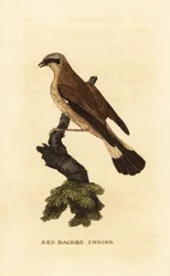 Rotrückenwürger, Lanius collurio