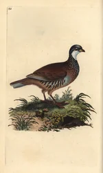 Rothuhn, Alectoris rufa. Handkolorierte Kupferstichgravur aus „Natural History of British Birds“ von Edward Donovan