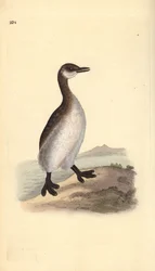 Rothalstaucher (weiblich), Podiceps grisegena. Handkolorierte Kupferplatte von Edward Donovan aus seinem eigenen „Natural History of British Birds“