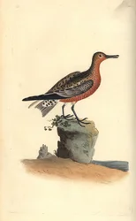 Knutt, Calidris canutus. Handkolorierte Kupferstich von Edward Donovan aus seiner Natural History of British Birds, London