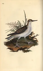 Thorshühnchen, Phalaropus fulicarius. Handkolorierter Kupferstich gezeichnet und gestochen von Edward Donovan aus seinem eigenen „Natural History of British Birds“, London
