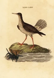 Rotschenkel, Tringa totanus