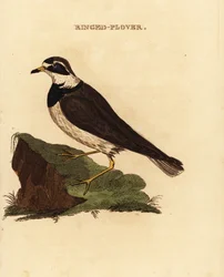 Sandregenpfeifer, Charadrius hiaticula