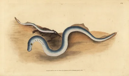 Flussneunauge, Lampetra fluviatilis (Lampern oder kleines Neunauge, Petromyzon fluviatilis). Handkolorierte Kupferplatte gezeichnet und graviert von Edward Donovan aus seiner Natural History of British Fishes, Donovan und F.C. und J. Rivington, London