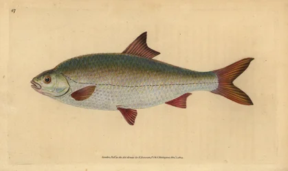 Rotauge, Rutilus rutilus (Cyprinus ritulus). Handkolorierte Kupferstichzeichnung und -gravur von Edward Donovan aus seiner „Natural History of British Fishes“, Donovan und F.C. und J. Rivington, London