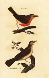 Rotkehlchen, Erithacus rubecula, und Nachtigall, Luscinia megarhynchos