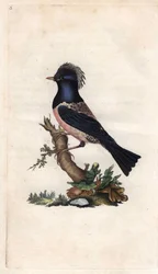 Rosenstar. Sturnus roseus (Turdus roseus). Kupferstich von Edward Donovan (1768-1837), veröffentlicht in Histoire naturelle des oiseaux britanniques, London