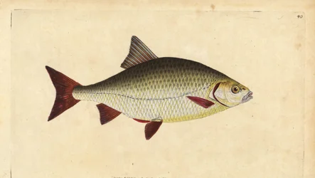 Rotfeder, Scardinius erythrophthalmus (Rotauge, Cyprinus erythrophthalmus). Handkolorierte Kupferstichzeichnung und Gravur von Edward Donovan aus seiner Natural History of British Fishes, Donovan und F.C. und J. Rivington, London