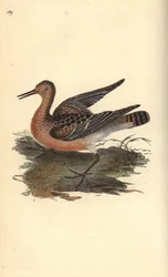 Kampfläufer, Philomachus pugnax, Weibchen
