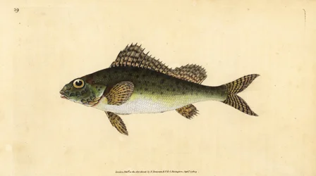 Kaulbarsch, Gymnocephalus cernua. Handkolorierte Kupferstichzeichnung und -gravur von Edward Donovan aus seiner „Natural History of British Fishes“, Donovan und F.C. und J. Rivington, London