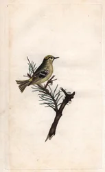 Wintergoldhähnchen. Regulus regulus. Kupferstich von Edward Donovan (1768-1837), veröffentlicht in „Histoire naturelle des oiseaux britanniques“, London