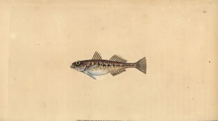 Sandgrundel, Pomatoschistus minutus (Gefleckte Grundel, Gobius minutus). Handkolorierte Kupferplatte gezeichnet und graviert von Edward Donovan aus seiner Naturgeschichte der britischen Fische, Donovan und F.C. und J. Rivington, London