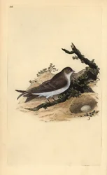 Uferschwalbe, Riparia riparia, mit Nest und Ei. Handkolorierter Kupferstich gezeichnet und gestochen von Edward Donovan aus seinem eigenen „Natural History of British Birds“ (1794-1819)