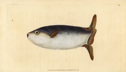Schlanker Sonnenfisch, Ranzania laevis (Trunkierter Sonnenfisch, Tetrodon truncatus)