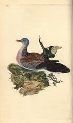 Fleckentaube, Spilopelia chinensis. Handkolorierte Kupferstich von Edward Donovan aus seiner Natural History of British Birds, London