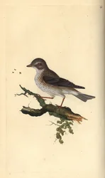 Grauschnäpper, Muscicapa striata. Handkolorierter Kupferstich von Edward Donovan aus seiner eigenen „Natural History of British Birds“, London