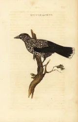 Tannenhäher, Nucifraga caryocatactes