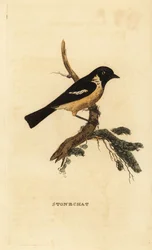 Schwarzkehlchen, Saxicola rubicola