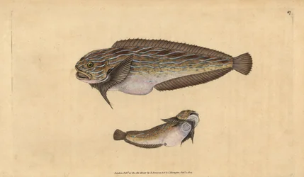 Gestreifter Seeschnecke, Liparis liparis liparis (Schmieriger Seelump, Cyclopterus liparis). Handkolorierter Kupferstich von Edward Donovan aus seiner „Natural History of British Fishes“, Donovan und F.C. und J. Rivington, London
