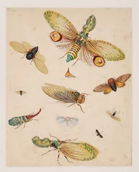 Studien von wirbellosen Tieren, Band II