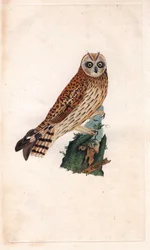Sumpfohreule. Asio flammeus. Kupferstich von Edward Donovan, veröffentlicht in Histoire naturelle des oiseaux britanniques, London