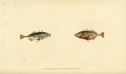 Dreistachliger Stichling, Gasterosteus aculeatus. Handkolorierte Kupferplatte gezeichnet und graviert von Edward Donovan aus seiner Naturgeschichte der britischen Fische, Donovan und F.C. und J. Rivington, London