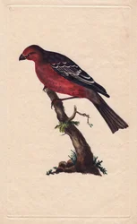Hakengimpel. Pinicola enucleator (Loxia enucleator). Kupferstich von Edward Donovan (1768-1837), veröffentlicht in Histoire naturelle des oiseaux britanniques, London