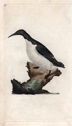 Troils Lummen. Uria aalge (Colymbus troile). Kupferstich von Edward Donovan, veröffentlicht in Histoire naturelle des oiseaux britanniques, London